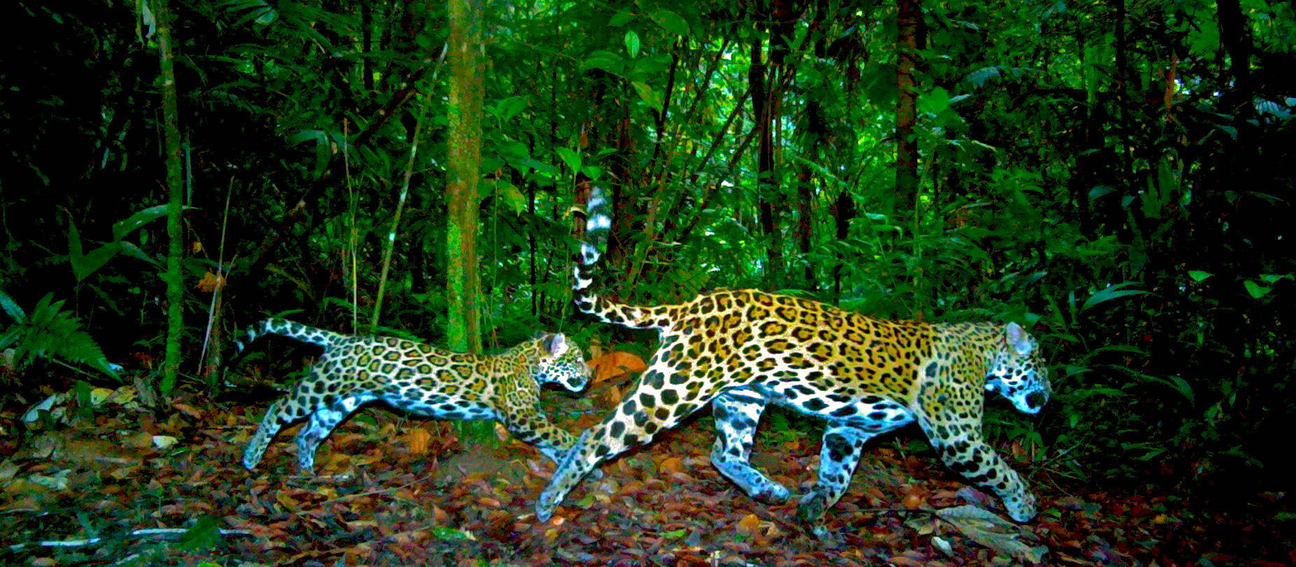 Jaguar and cub at Bocawina 