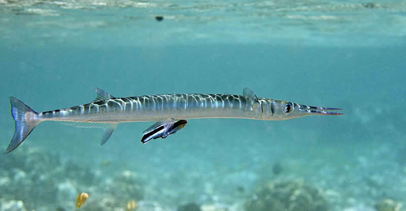 Needlefish.jpg