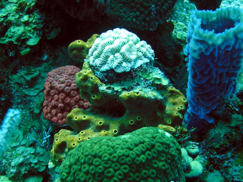 Sponges Help Coral Reefs Thrive In Ocean Deserts Belize Travel
