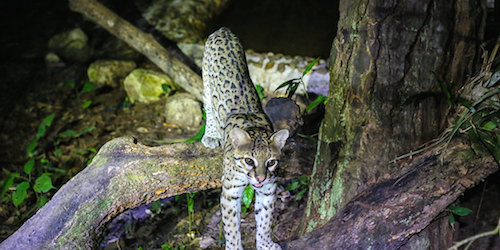 Jaguar at Belize Zoo