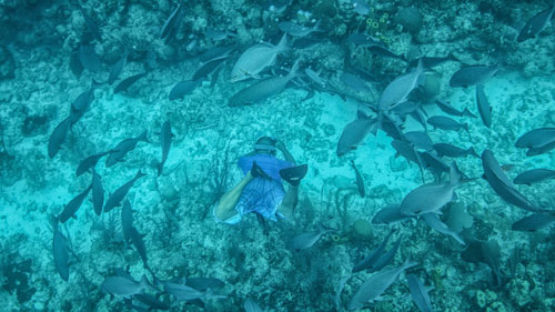 Spawning fish Glovers Reef