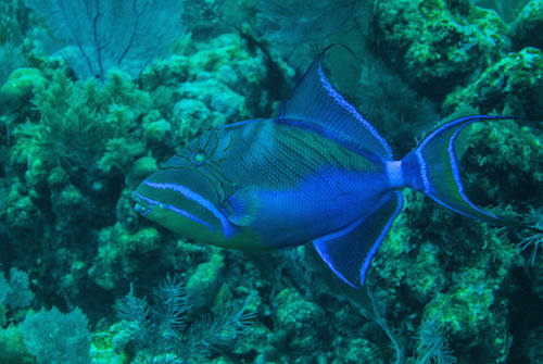 Queen Triggerfish Belize