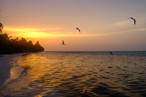 Frigate Birds