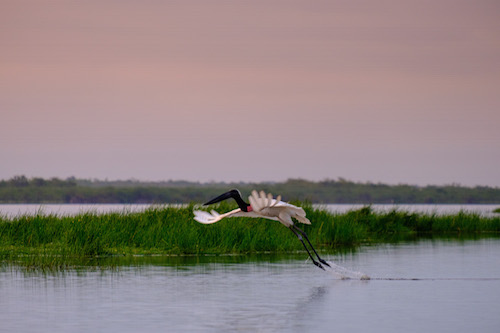 Jabiru Stork at the Crooked Tree Wildlife Sanctuary