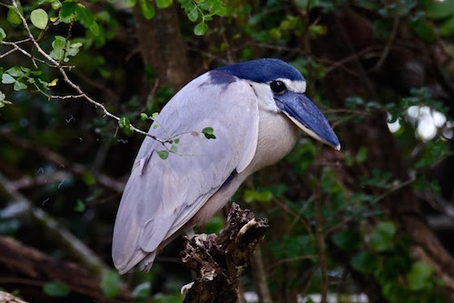 Boat billed heron