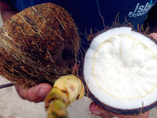 The inside of a freshly cut coconut, Belize