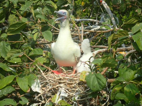 Red Footed Booby Half Moon Caye