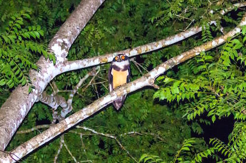 Spectacled Owl Belize