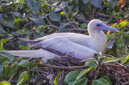 Red Footed Booby Belize