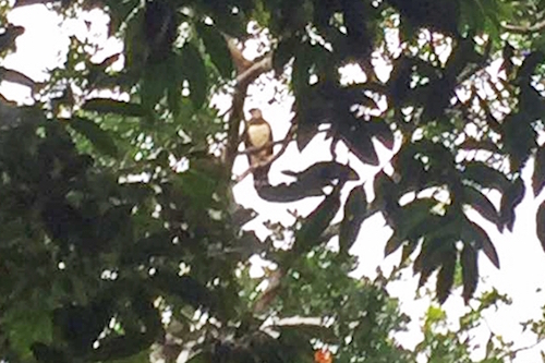 Harpy Eagle Bocawina Belize