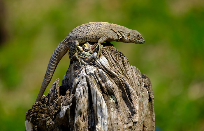Iguana on the banks of the Monkey River