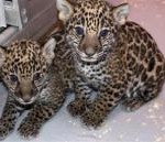 This Dec. 16, 2012 photo shows two baby jaguar cubs born at the Milwaukee County Zoo in November. Jaguars are an endangered species. Stacy Johnson, coordinator of the jaguar species survival plan for the American Zoo and Aquarium Association, said heir birth was a big deal because their father was born in the wild and brings new genes to zoos.