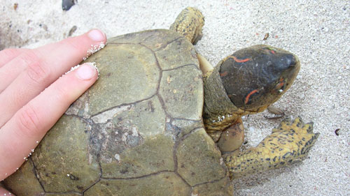 Turtle Glovers Reef