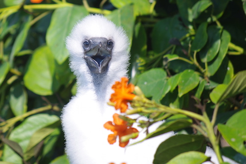 Baby booby at Half Moon Caye