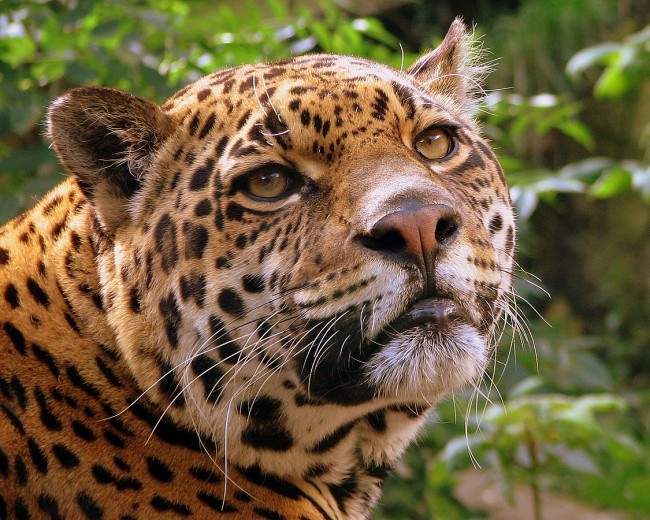 Belize Jaguar