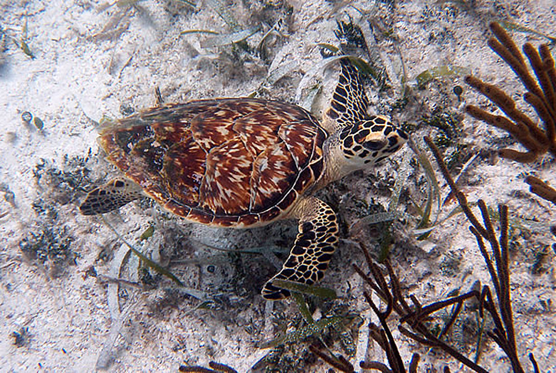 Belize Hawksbill Turtle