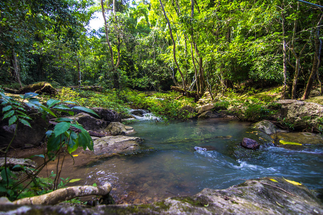 Bocawina Rainforest