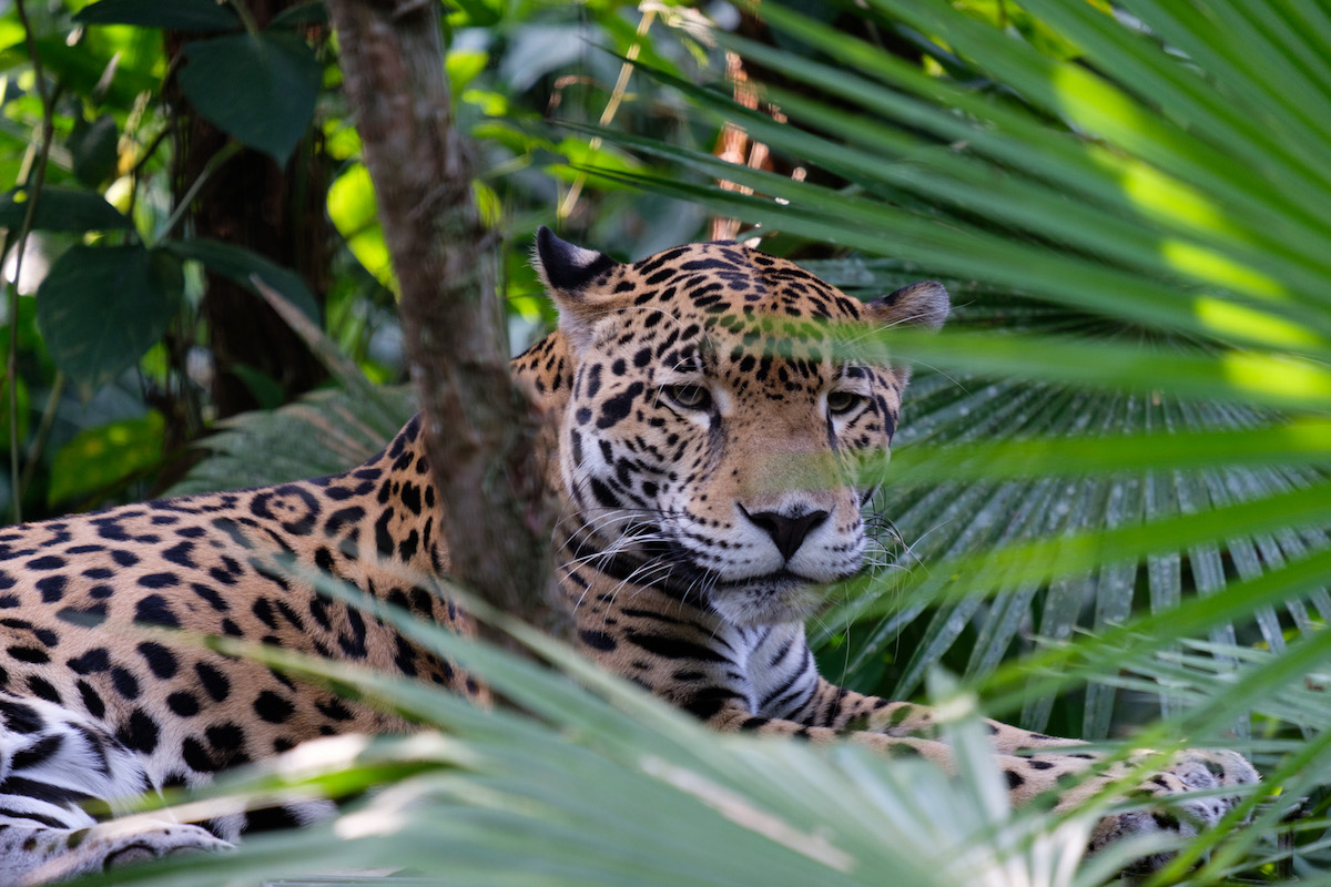 Spot a Jaguar in Belize