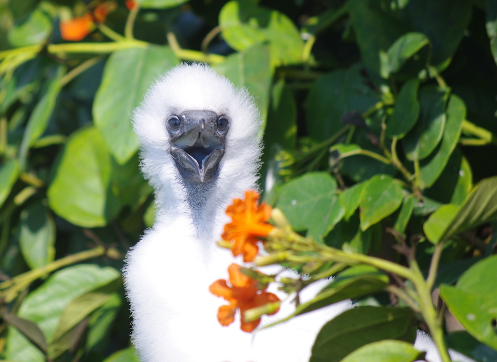 Baby Booby at Half Moon Caye