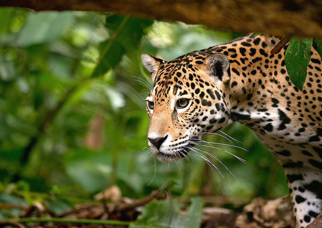 Jaguar Belize