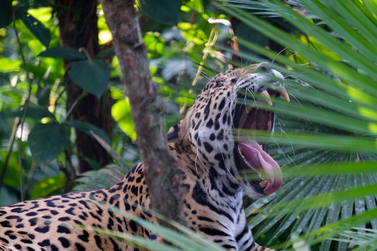 Jaguar Belize