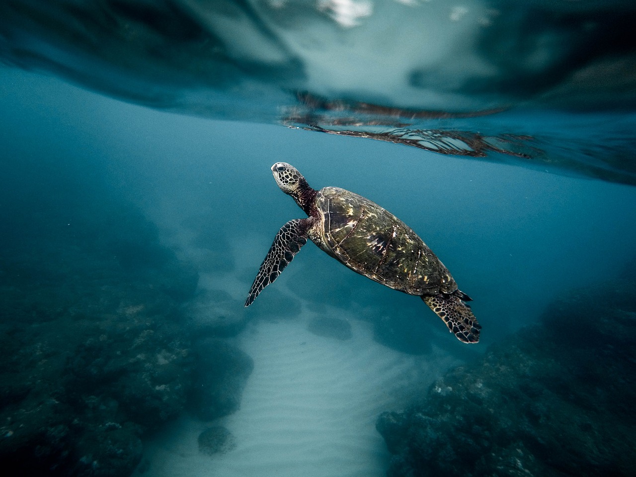 Turtle Belize