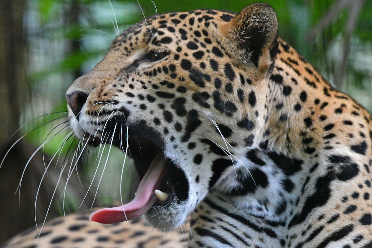 Jaguar at Belize Zoo