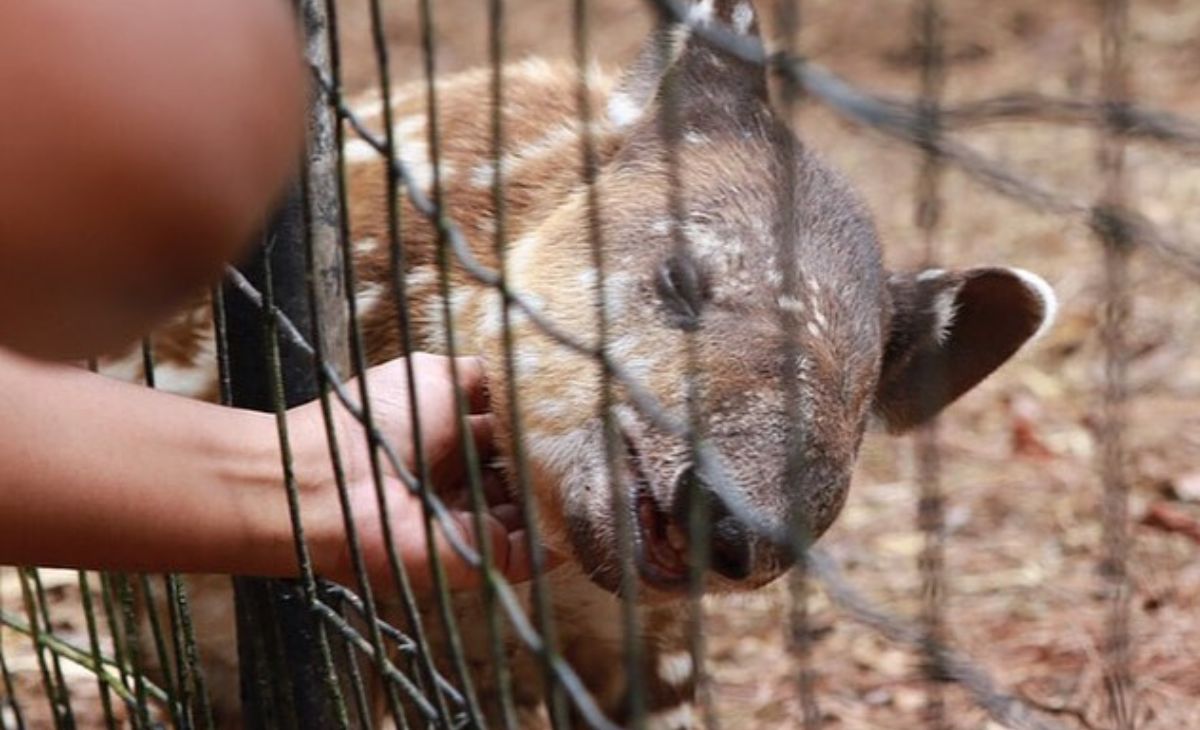 Sparks the baby Tapir needs your support