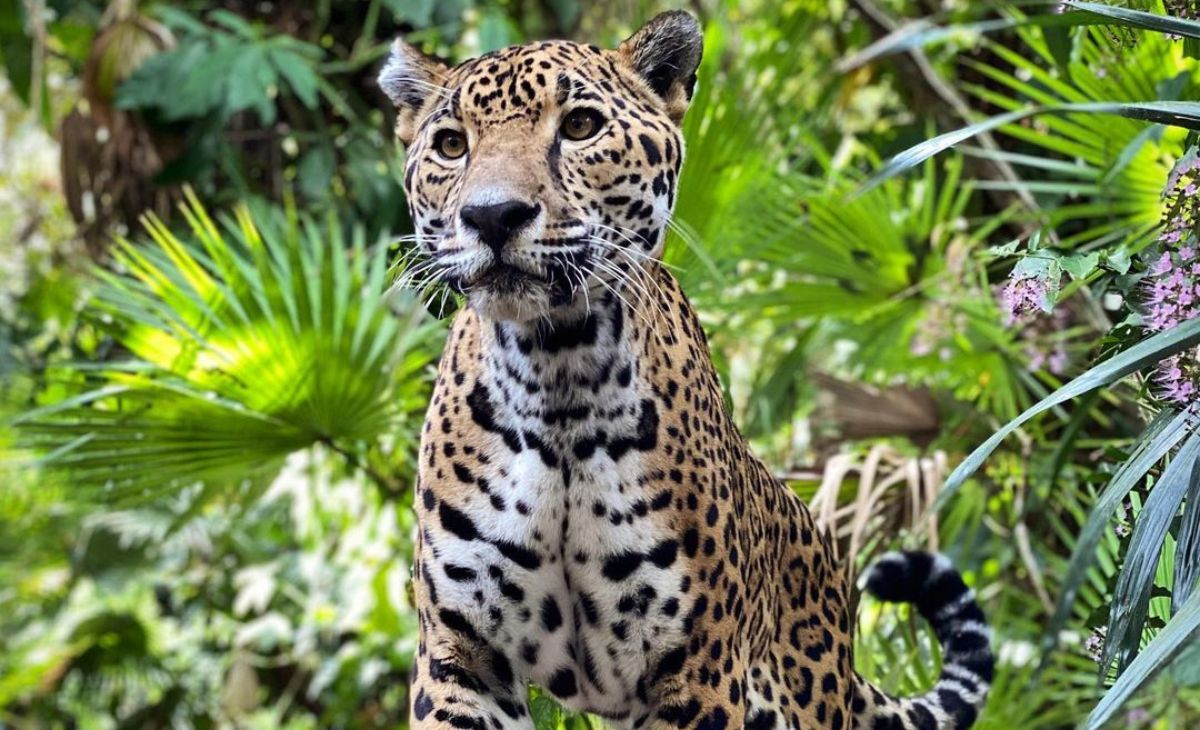 Jaguar in zoo habitat