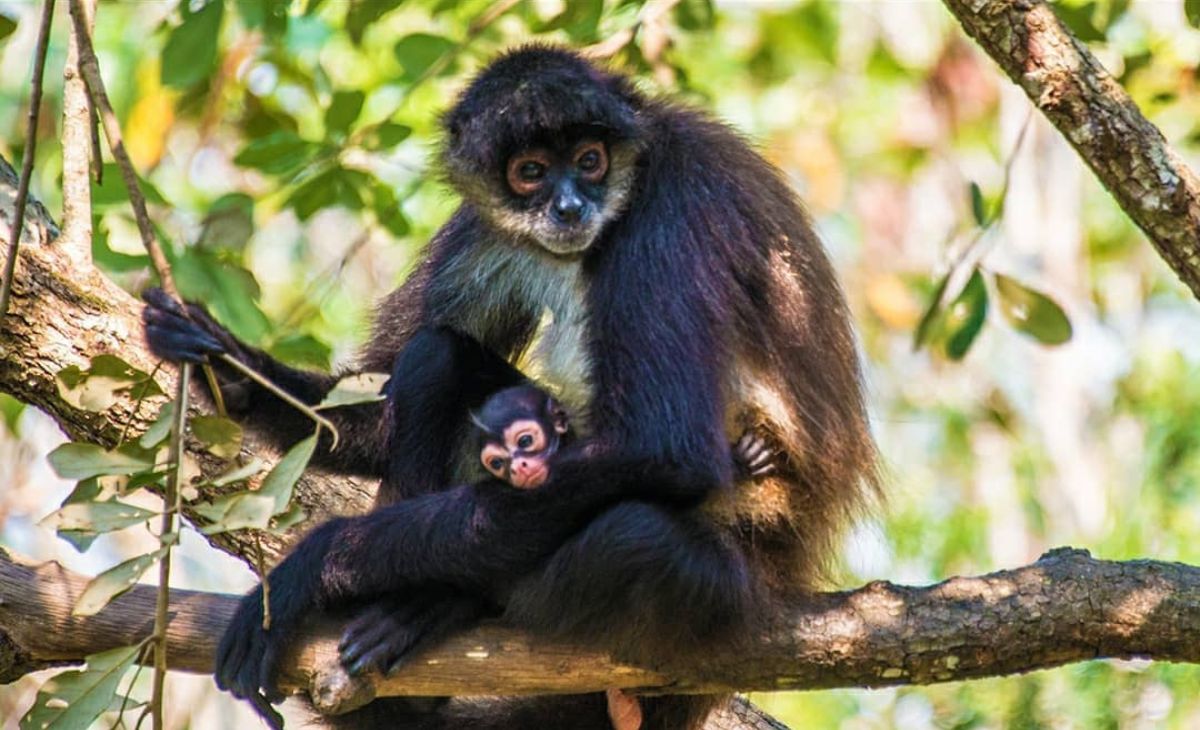 Howler monkey mother and baby