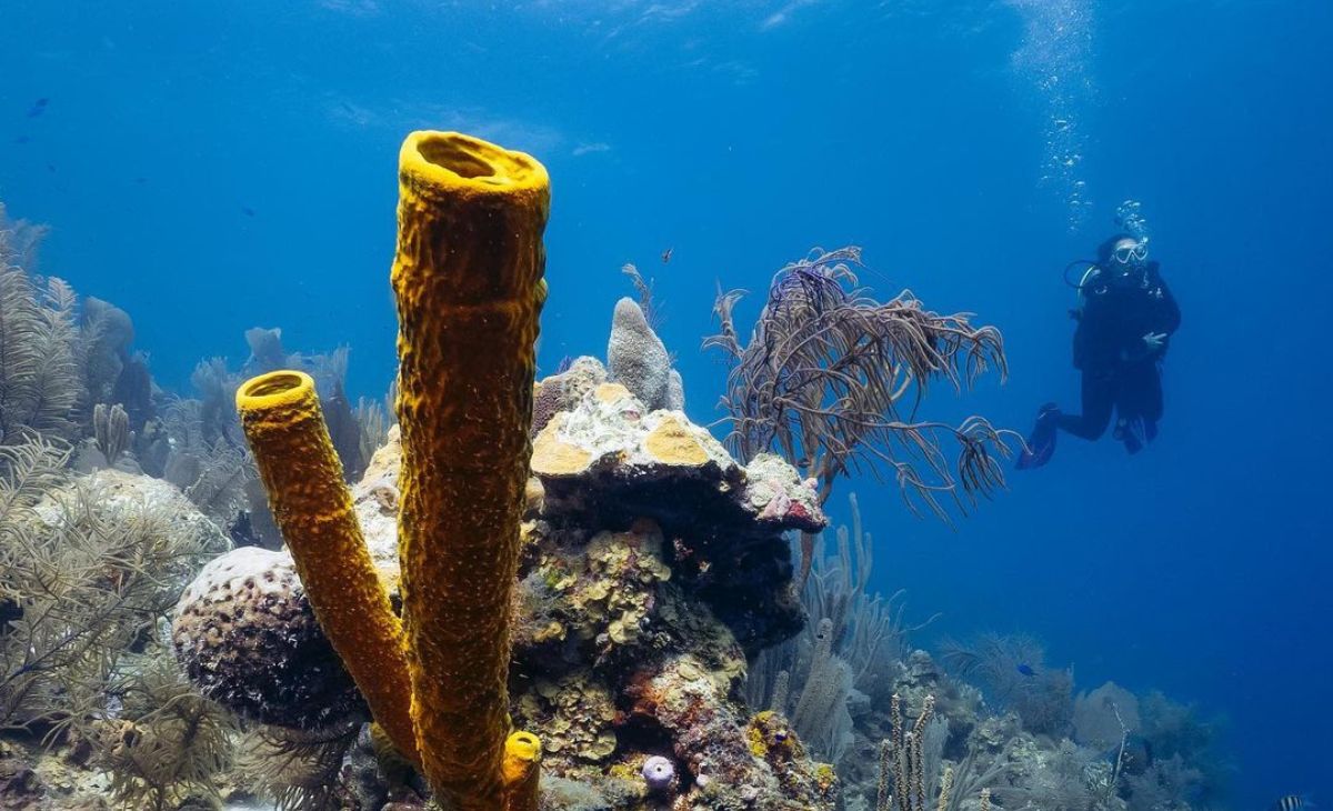 scubadiving Lighthouse reef atoll Belize