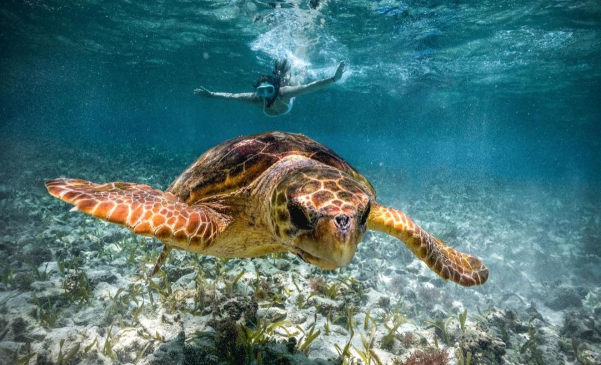 green turtle in belize