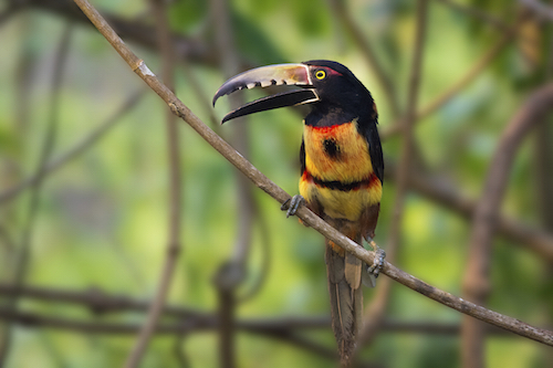 Birding in Belize