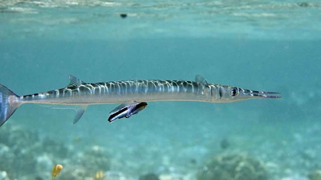 Needlefish.jpg