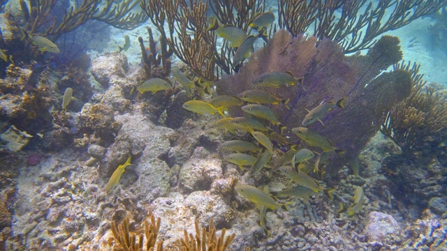 belize-snorkel-WEBB.jpg