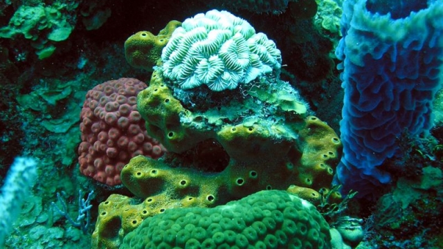 belize-sponges.jpg