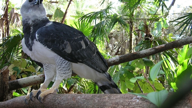 harpy-eagle.jpg