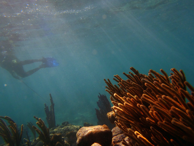 David Webb - Belize Snorkel