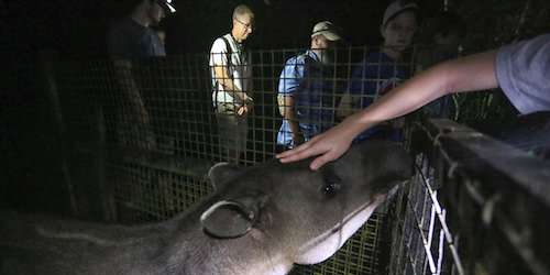 Belize Zoo