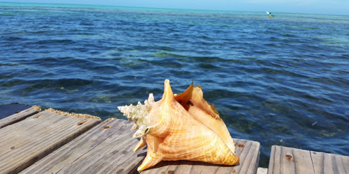 Conch Belize