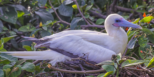 Birding Belize