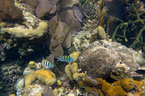 Coral at the Blue Hole Belize