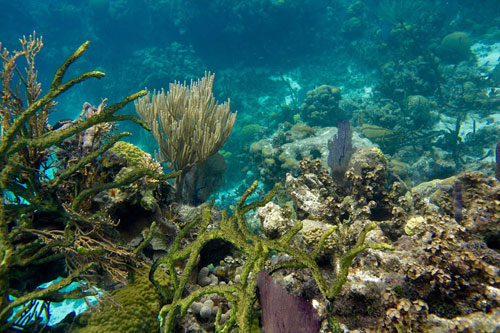 Coral at the Blue Hole Belize