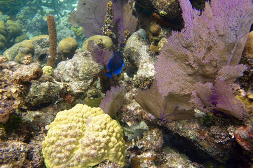 Soft corals are spectacular at the Blue Hole