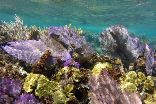 Snorkelling at the Blue Hole