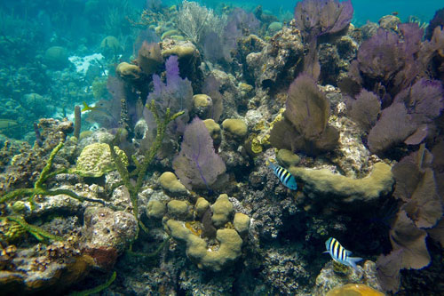 Fish at the Blue Hole