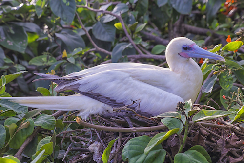 Red Footed Booby