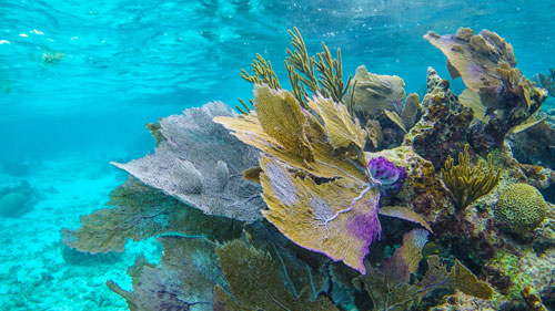 Coral Reef Glovers Reef