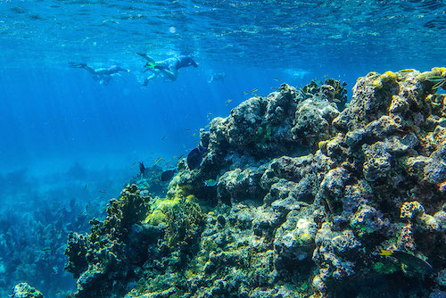 Snorkeling at Glover's Reef Atoll, Belize