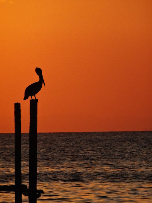 Pelican Sunset Belize